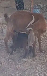 بز دو کهره و کولار درجه یک