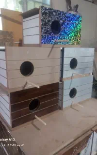 لانه عروس هلندی