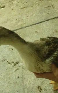 اردک
