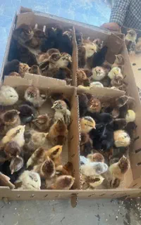جوجه مرغ (دورگ)