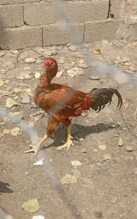 خروس لاری