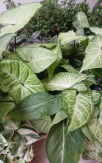 گل خانگی