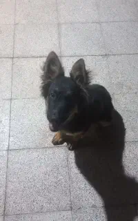 واگذاری سگ ژرمن