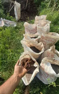 کود حیوانی پوسیده