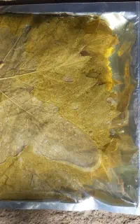 برگ دلمه برگ مو شور