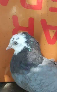 کبوتر شازده نر ساعتی