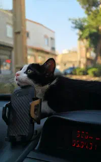 واگذاری گربه