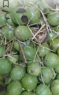 گردو تازه با پوست سبز