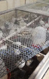 کود بلدرچین