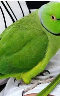 طوطی سبز گمشده
