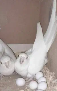 عروس هلندی آلبینو نر ماده