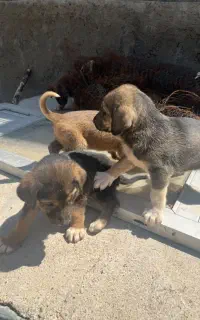 توله سگ سرابی اصیل