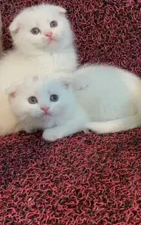 واگذاری تعدادی گربه
