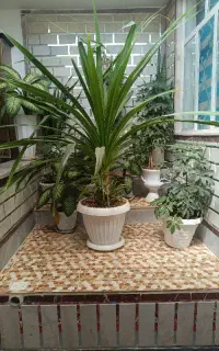 گل گندمی بزرگ با گلدان