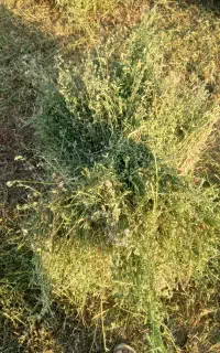 یونجه به فروش می رسد