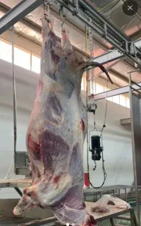 گوشت گوساله گرم کشتارروز جونه