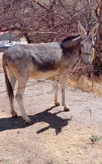 خر ماده سه ساله و کره ماده سه ماهه