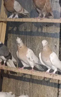 کبوتر