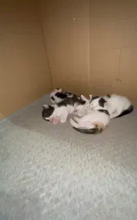 واگذاری رایگان بچه گربه