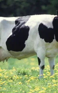 قصاب ماهر  برای عید قربان