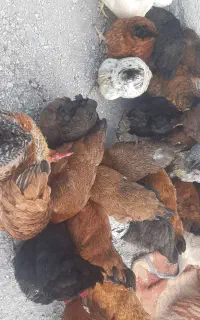 مرغ تخم گذار گلپایگان اصل