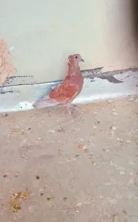 کبوتر سرخ دمگیر