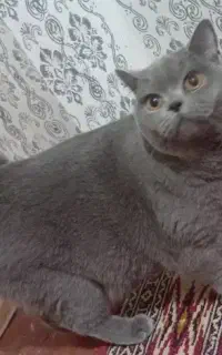 گربه اسکاتیش تپل و بامزه