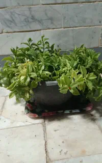 گل ناز