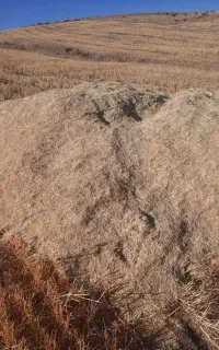 کاه گندم درجه 1