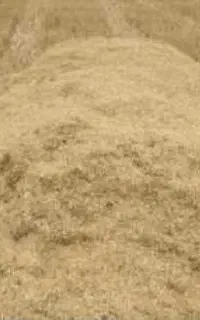 کاه گندم