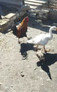 غاز