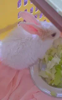 خرگوش خانگی رام