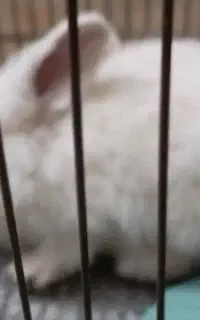 خرگوش نر بالغ