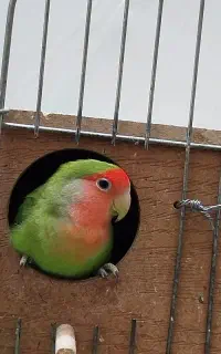 کوتوله برزیلی