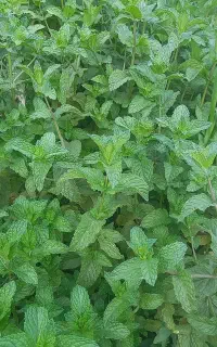 نعنا عطری