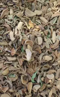 پوست بادام خشک مخصوص پروار دام