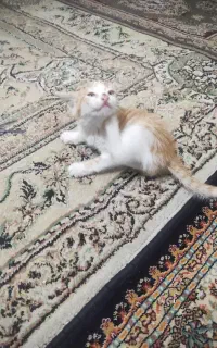 بچه گوربه