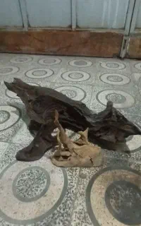 چوب آبنوس بزرگ