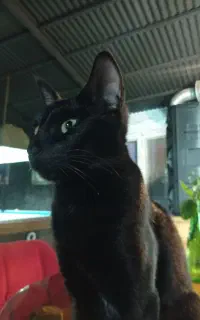واگذاری نژاد desh