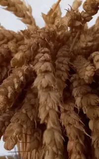 کاه گندم دیم