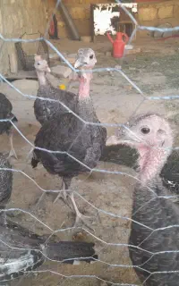بوقلمو اصل بزنز 9