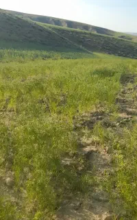 زیره سبز تخم شربتی ملنگو