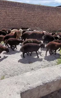 ده تا بره نر