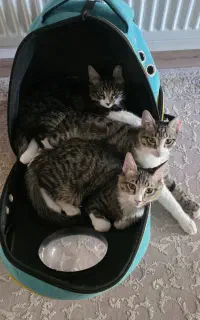 گربه