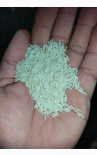 ۵۶۰ کیلو برنج دم‌سیاه فی ۵۰۰ وسرلاشه