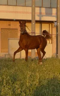 اسب مادیان نماد آرامش/ظرافت و قدرت است/*