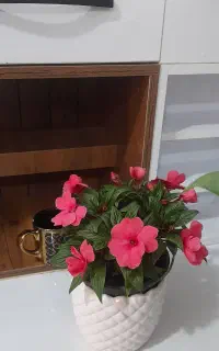 انواع گل های بهاری