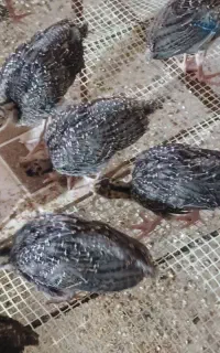 جوجه بوقلمون دوماهه