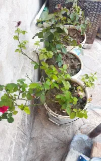 سه‌عدد‌گل‌همیشه‌بهار