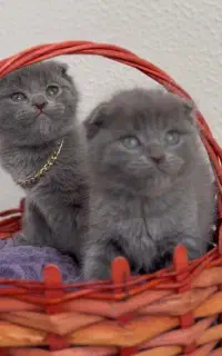 گربه ی اسکاتیش